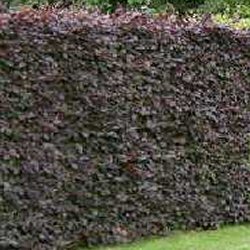**BULK BUY - COST PER 100 £109.95** A SAVING OF £40.00 ON OUR 100 RATE**Purple Beech Hedging Tree (Fagus sylvatica purpurea) 20-40cm Pack of hedging 500 trees **FREE UK MAINLAND DELIVERY EXCEPT SCOTTISH HIGHLANDS**