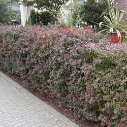Purple-leaved Barberry Hedging (Berberis thunbergii 'Atropurpurea') 15-30cm hedging shrubs **FREE UK MAINLAND DELIVERY + FREE 100% TREE WARRANTY**