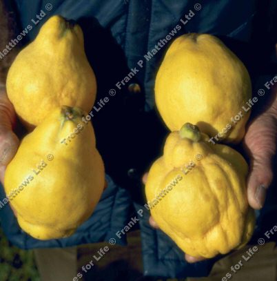 Meeches Prolific Quince Tree (Cydonia oblonga 'Meech's Prolific') DISEASE RESISTANT + SELF FERTILE + HEAVY CROPPING, **FREE UK MAINLAND DELIVERY**