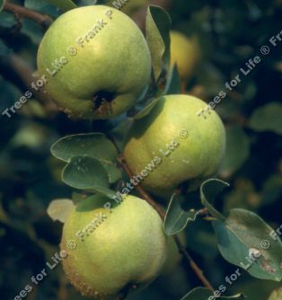 Serbian Gold Quince Tree, Cydonia Oblonga Serbian Gold **FREE UK MAINLAND DELIVERY **