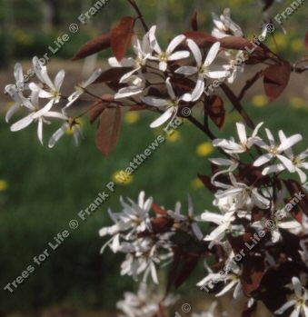 R J Hilton Snowy Mespilus Tree (Amelanchier - laevis 'R J Hilton') Supplied height 1.5 to 1.7 metres in a 12 litre container **FREE UK MAINLAND DELIVERY + FREE 100% TREE WARRANTY**