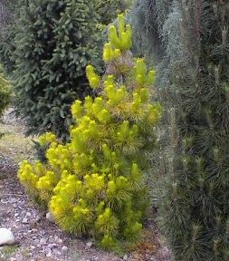 **WAS �62.95 - NOW �42.95**Radiata Pine Aurea or Monterey Pine Aurea (Pinus radiata 'Aurea') Height 0.9m in a 20 Litre container **PRICE INCLUDES FREE MAINLAND UK DELIVERY**