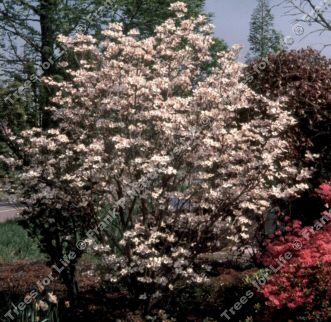 Cornus florida Rainbow,  North American Flowering Dogwood Tree  **FREE UK MAINLAND DELIVERY + FREE 100% TREE WARRANTY**