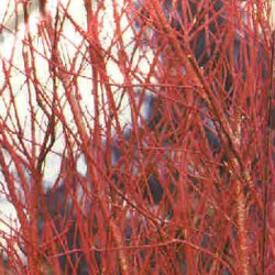 DELIVERED SEPTEMBER 2024 Red Barked Dogwood (Cornus alba) 20-40cm **FREE UK MAINLAND DELIVERY + FREE 100% TREE WARRANTY**