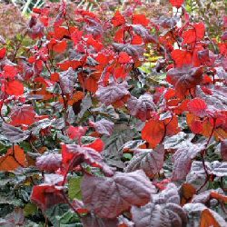 Red Corkscrew Hazel Tree (Coryllus avellana 'Red Majestic') Supplied height 1.3 - 1.5m in a 12 litre container **FREE UK MAINLAND DELIVERY EXCEPT SCOTTISH HIGHLANDS**