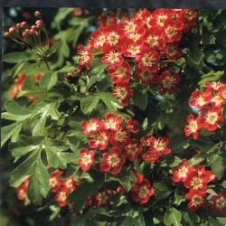 Red Hawthorn Tree, Crataegus laevigata Crimson Cloud**FREE UK MAINLAND DELIVERY + FREE 100% TREE WARRANTY**
