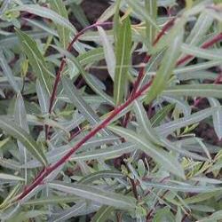Red Willow (Salix basfordiana) Height 20-40cm Trees **FREE UK MAINLAND DELIVERY EXCEPT SCOTTISH HIGHLANDS**