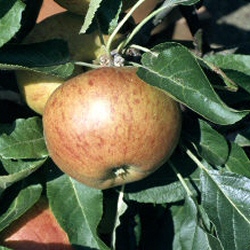 Patio Sized**Red Windsor Apple Tree (Malus domestica `Red Windsor`)Height 1.0m/11L Container **PRICE INCLUDES FREE MAINLAND UK DELIVERY**