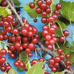Redcurrant Bush Red Lake Pack contains 4 X 3 Litre Containerised Bushes **FREE UK MAINLAND DELIVERY EXCEPT SCOTTISH HIGHLANDS**