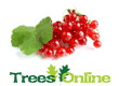 Redcurrant Soft Fruit