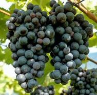 Regent Vine Bush (Vitis vinifera 'Regent') Blue/Black Outdoor Grape, (LARGE GRAPES+ORNAMENTAL) 3 Litre pot, 2-3 years old **FREE UK MAINLAND DELIVERY + FREE 100% TREE WARRANTY** Regent Vine Bush (Vitis vinifera 'Regent') Blue/Black Outdoor Grape, (LARGE GRAPES+ORNAMENTAL) 3 Litre pot, 2-3 years old **FREE UK MAINLAND DELIVERY + FREE 100% TREE WARRANTY**