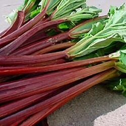 Rhubarb Victoria Height 0.15-0.20m in a 3 Litre container**FREE UK MAINLAND DELIVERY + FREE 100% TREE WARRANTY**