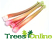 Rhubarb Soft Fruit
