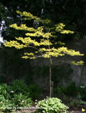 <font color="red">[DELIVERED 16TH AUGUST 2012]</font> False Acacia Tree or Black Locust Tree (Robinia pseudoacacia `Frisia`) Supplied height 1.5 to 1.7 metres in a 12 litre container **FREE UK MAINLAND DELIVERY + FREE 100% TREE WARRANTY**