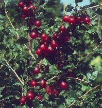 Gooseberry Bush Rokula (Red) Pack contains 7 Litre Containerised bushes 1/4 standard **FREE UK MAINLAND DELIVERY + FREE 100% TREE WARRANTY**