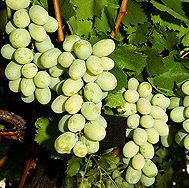 <font color="red">DELIVERED AUGUST 2017</font> Royal Muscadine Grape Vine Bush (Vitis vinifera 'Muscat Alexandria')White Indoor Grape, 3 Litre Pot, 2-3 years old **FREE UK MAINLAND DELIVERY + FREE 100% TREE WARRANTY** <font color="red">DELIVERED AUGUST 2017</font> Royal Muscadine Grape Vine Bush (Vitis vinifera 'Muscat Alexandria')White Indoor Grape, 3 Litre Pot, 2-3 years old **FREE UK MAINLAND DELIVERY + FREE 100% TREE WARRANTY**