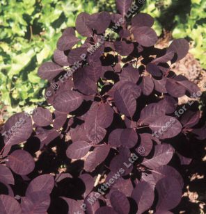 cotinus coggygria royal purple