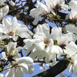 Royal Star Magnolia Tree/Bush   **FREE UK MAINLAND DELIVERY + FREE 100% TREE WARRANTY**