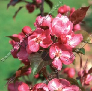 Rudolph Crab Apple Tree Malus Rudolph **FREE UK MAINLAND DELIVERY + FREE 100% TREE WARRANTY**