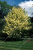 Acer Drummondii 