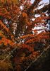 Acer Drummondii 