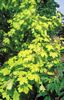 Acer Drummondii 
