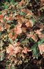 Acer Drummondii 