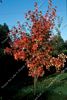 Acer Drummondii 