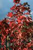 Acer Drummondii 