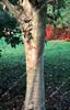 Acer Drummondii 