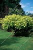 Acer Drummondii 