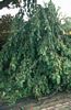 Acer Drummondii 