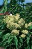 Acer Drummondii 