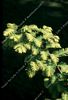 Acer Drummondii 