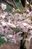 Acer Drummondii 