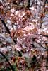 Acer Drummondii 