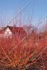 Acer Drummondii 