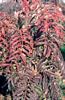 Acer Drummondii 