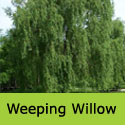 Mature Golden Weeping Willow, Salix Sepulcratis Chrysocoma / Alba Tristis/ Babylonica Aurea. WET SITE SUITABLE **FREE UK DELIVERY + 3-YEAR LTD TREE WARRANTY**