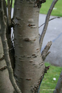 <font color="red">[DELIVERED 16TH AUGUST 2012]</font> Flagpole Cherry Tree (Prunus amanogawa) Supplied height 1.5 - 1.8m in a 12 litre container**FREE UK MAINLAND DELIVERY + FREE 100% TREE WARRANTY**