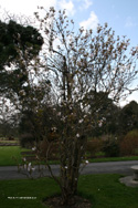 <font color="red">[DELIVERED 16TH AUGUST 2012]</font> Flagpole Cherry Tree (Prunus amanogawa) Supplied height 1.5 - 1.8m in a 12 litre container**FREE UK MAINLAND DELIVERY + FREE 100% TREE WARRANTY**