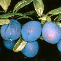 Damson Fruit Trees