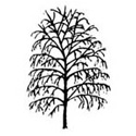 Bare Root Silver Birch Tree shape