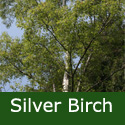Bare Root Silver Birch Tree (Betula pendula) 2-3 Years old, 1.25-2.50 m, SPECIMEN TREE + AWARD + WET + DROUGHT + WINDBREAK + FAST GROWING + LOW MAINTENANCE **FREE UK MAINLAND DELIVERY + FREE 100% TREE WARRANTY** Bare Root Silver Birch Tree (Betula pendula) 2-3 Years old, 1.25-2.50 m, SPECIMEN TREE + AWARD + WET + DROUGHT + WINDBREAK + FAST GROWING + LOW MAINTENANCE **FREE UK MAINLAND DELIVERY + FREE 100% TREE WARRANTY**