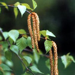 Silver Birch Tree (Betula pendula) Supplied height 1.5-1.7m in a 7 litre container**FREE UK MAINLAND DELIVERY EXCEPT SCOTTISH HIGHLANDS**