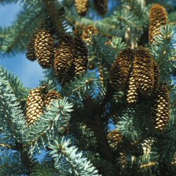 Sitka Spruce Tree (Picea sitchensis) 20-40cm Trees**FREE UK MAINLAND DELIVERY + FREE 100% TREE WARRANTY**