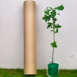Tree in Drawstring Bag and placed in Postal Tube sent to individual UK addresses Pack of 10 individual trees **PRICE INCLUDES FREE MAINLAND UK DELIVERY**