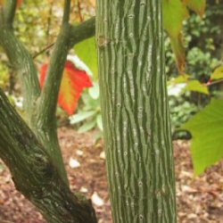 Snake-Bark Maple (Acer capillipes) Supplied height 1.5 to 1.7 metres in a 7 litre container **PRICE INCLUDES FREE UK MAINLAND DELIVERY**