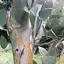 Snow Gum Tree