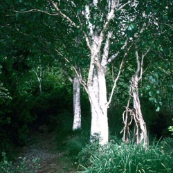 types of birch trees